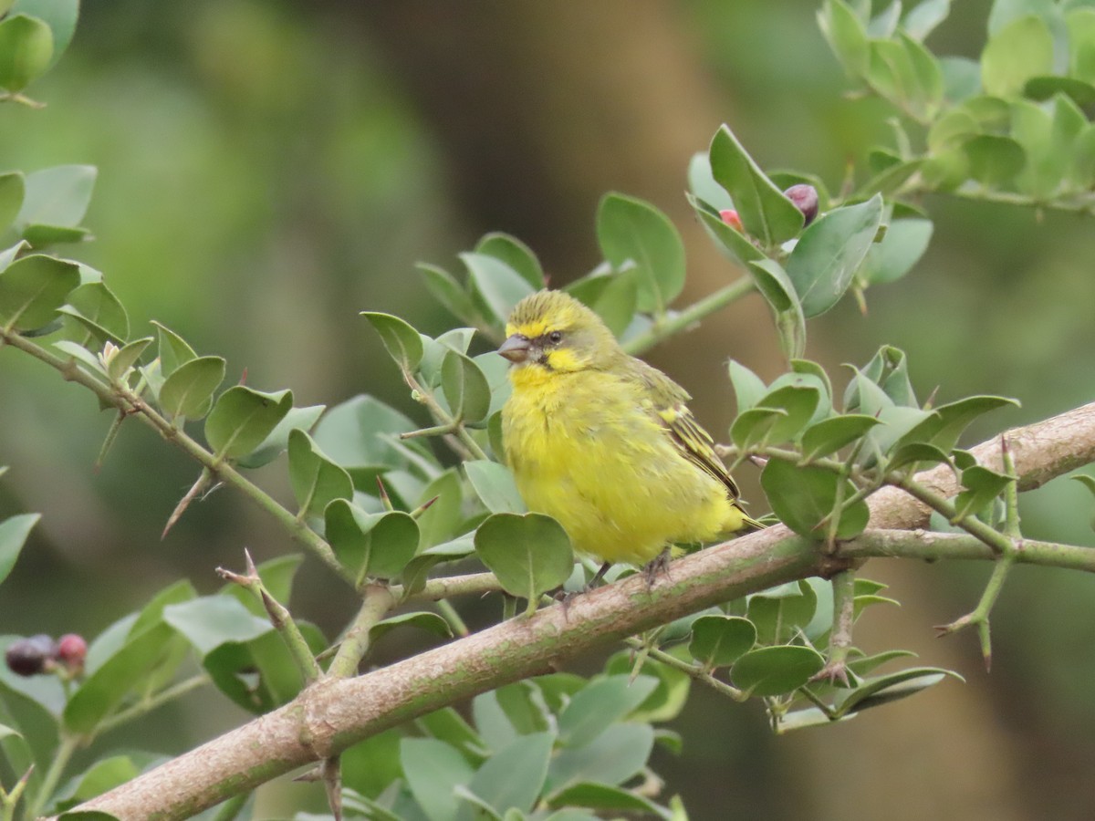 Serín Frentiamarillo - ML646168020