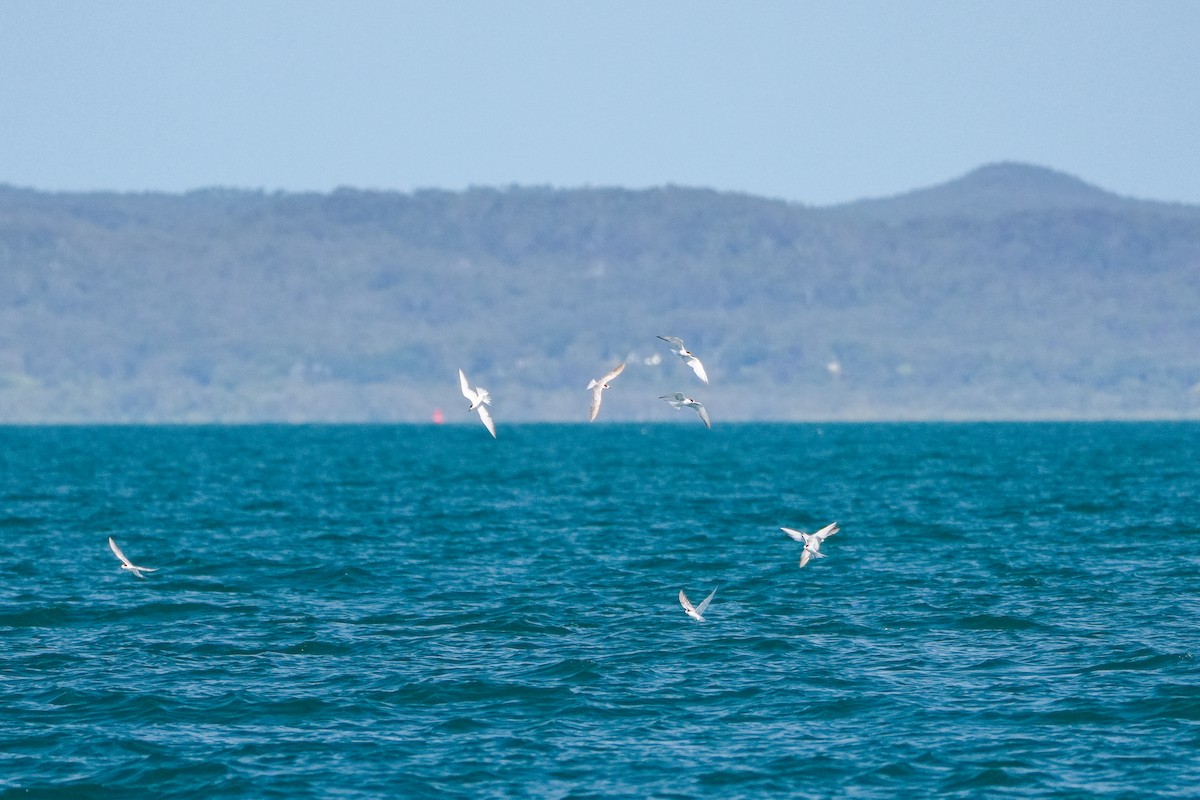 Pagaza Australiana - ML646168021