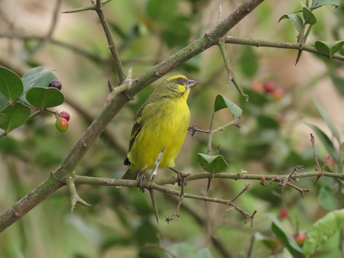 Serín Frentiamarillo - ML646168022