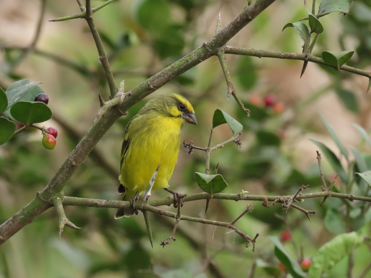 Serín Frentiamarillo - ML646168023