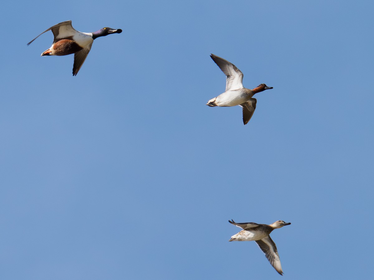 Cerceta Común (Americana) - ML646168024