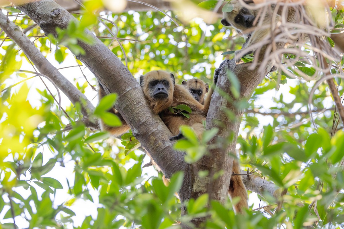 Black-and-gold Howler Monkey - ML646168025