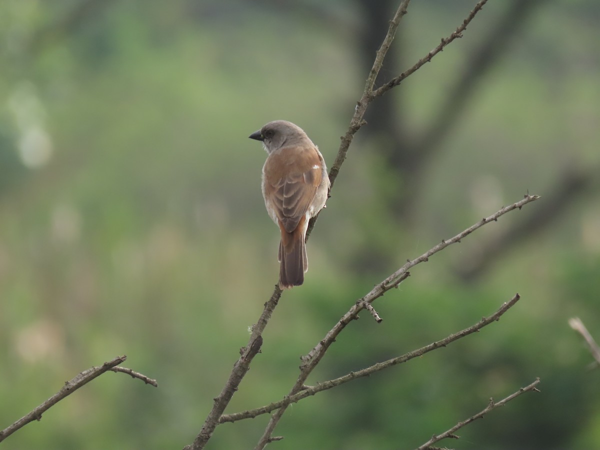 Gorrión Gris - ML646168026