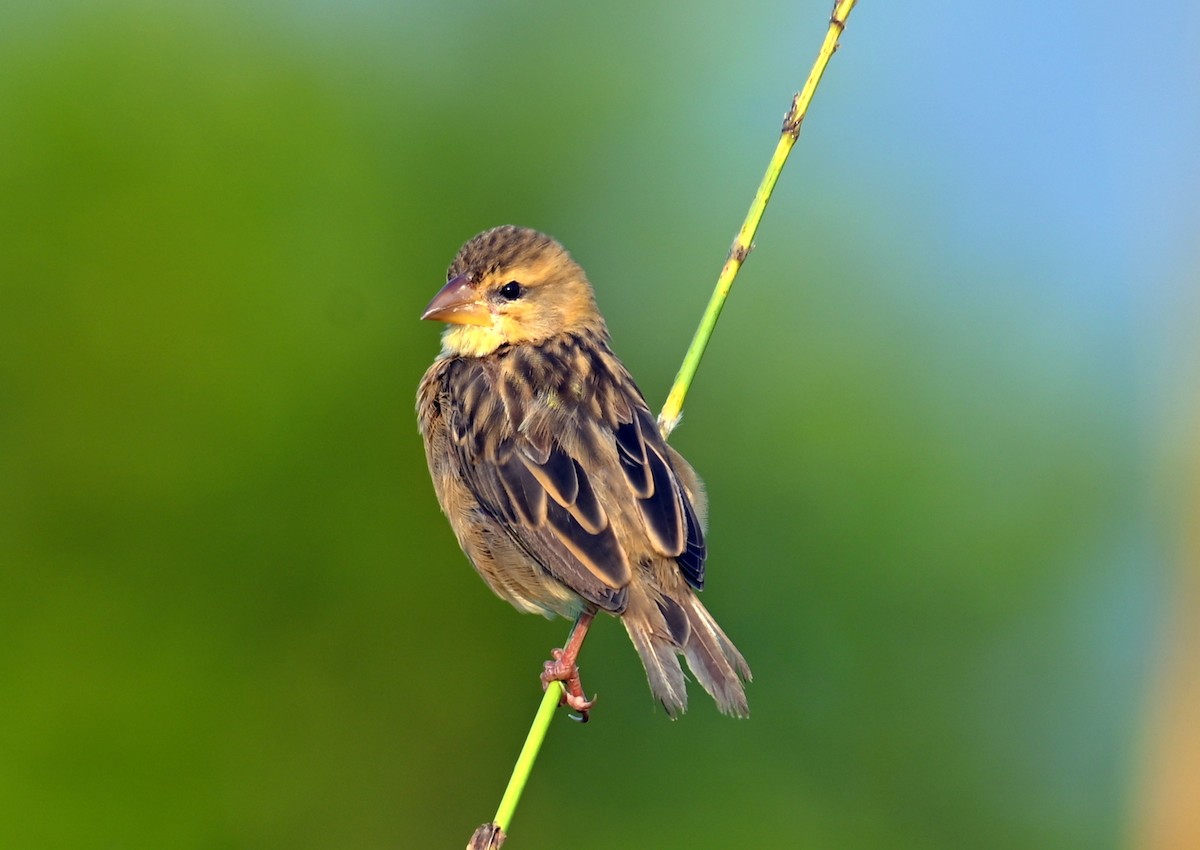 Tejedor de Finn - ML646168027