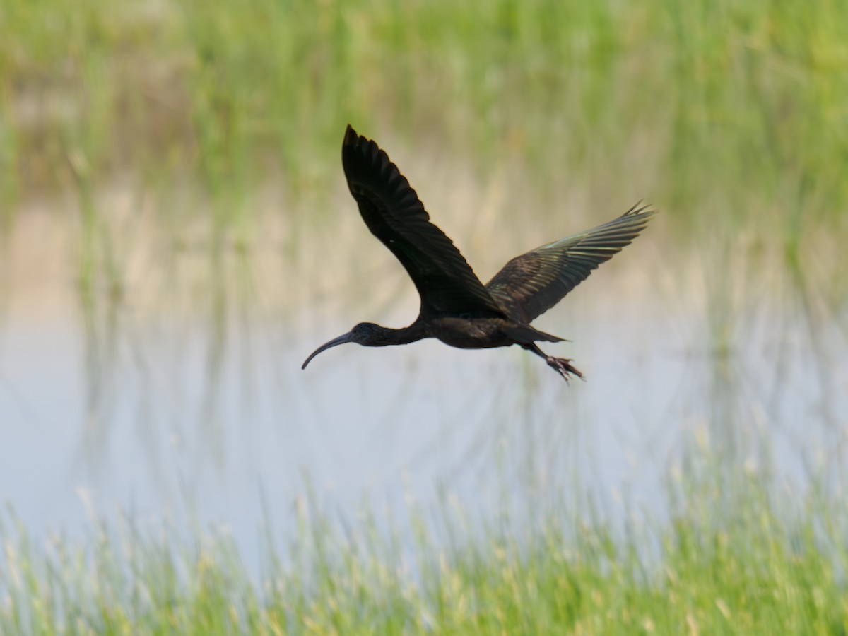 Morito Cariblanco - ML646168028