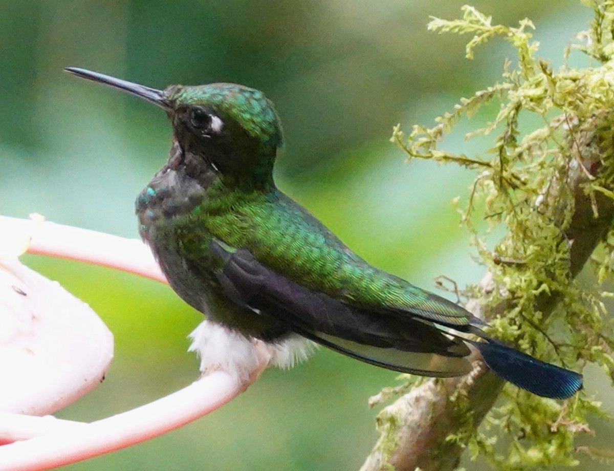 Colibrí de Raquetas Faldiblanco - ML646168031
