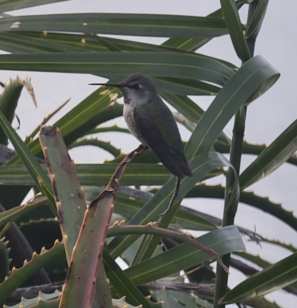 Colibrí de Anna - ML646168032