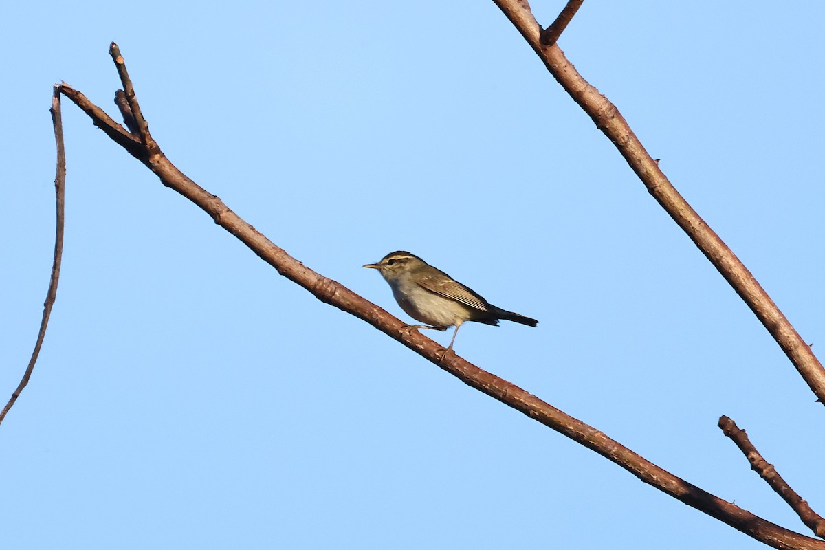Mosquitero Patigrís - ML646168033