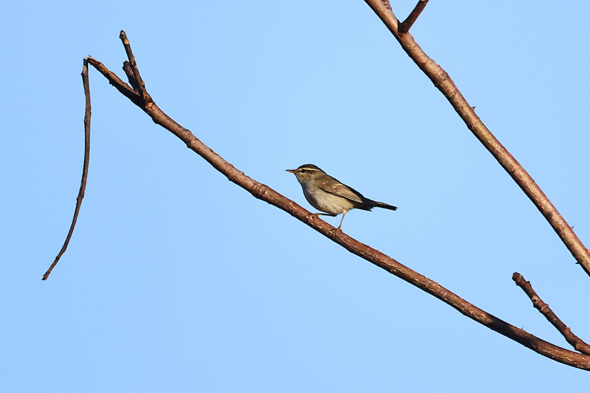 Mosquitero Patigrís - ML646168034
