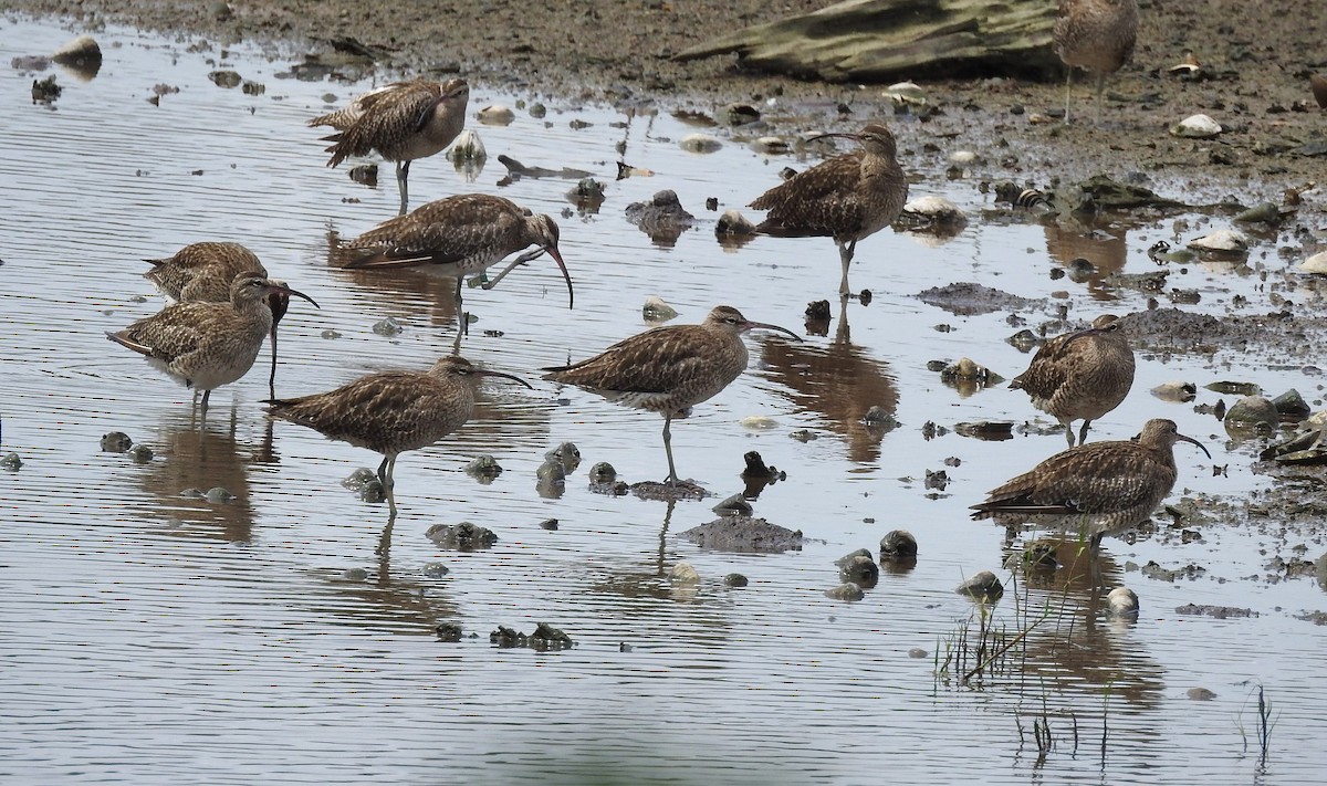 Zarapito Trinador Euroasiático - ML646168035