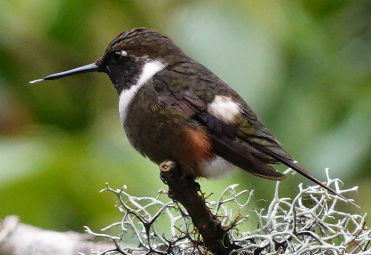 Colibrí de Mitchell - ML646168036