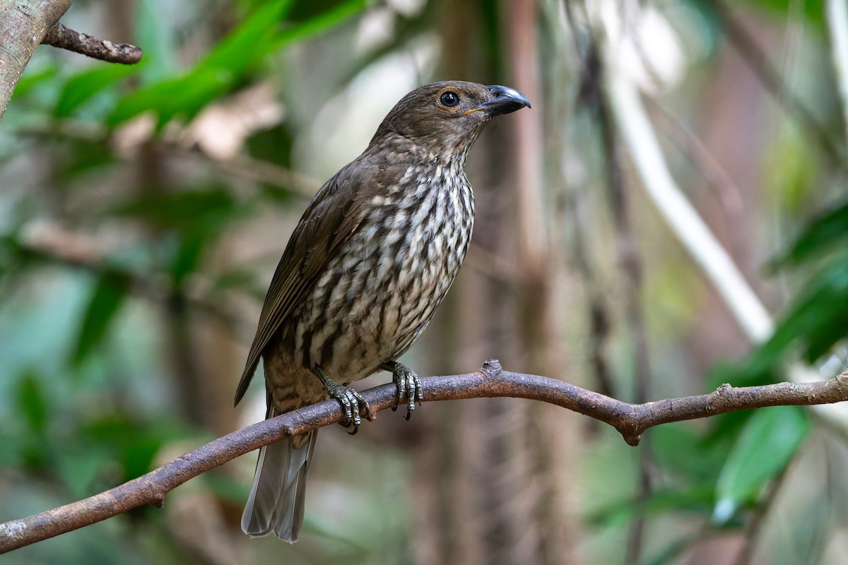 Pergolero Dentado - ML646168037