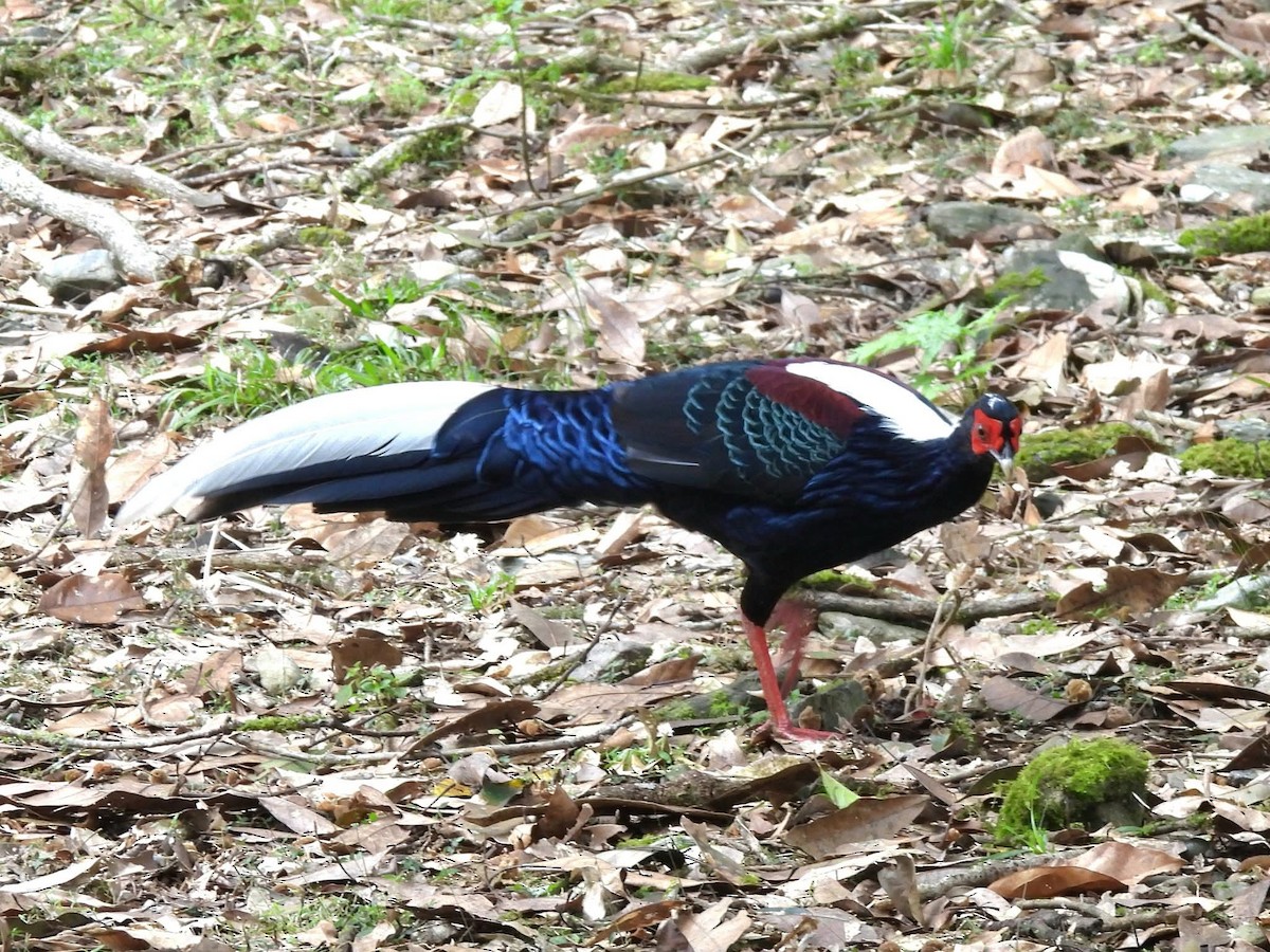 Faisán de Swinhoe - ML646168038