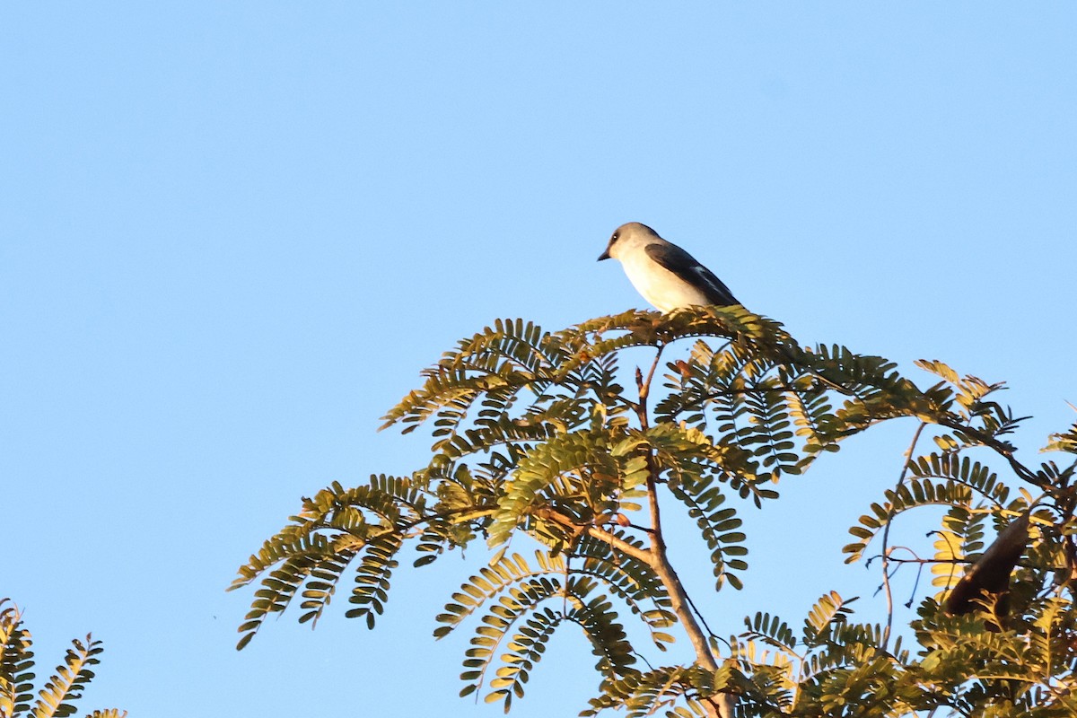 Minivet Ceniciento - ML646168039