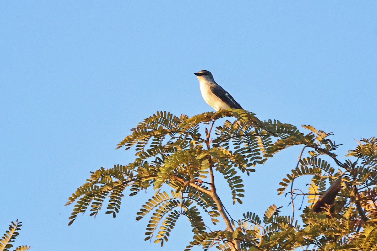 Minivet Ceniciento - ML646168040