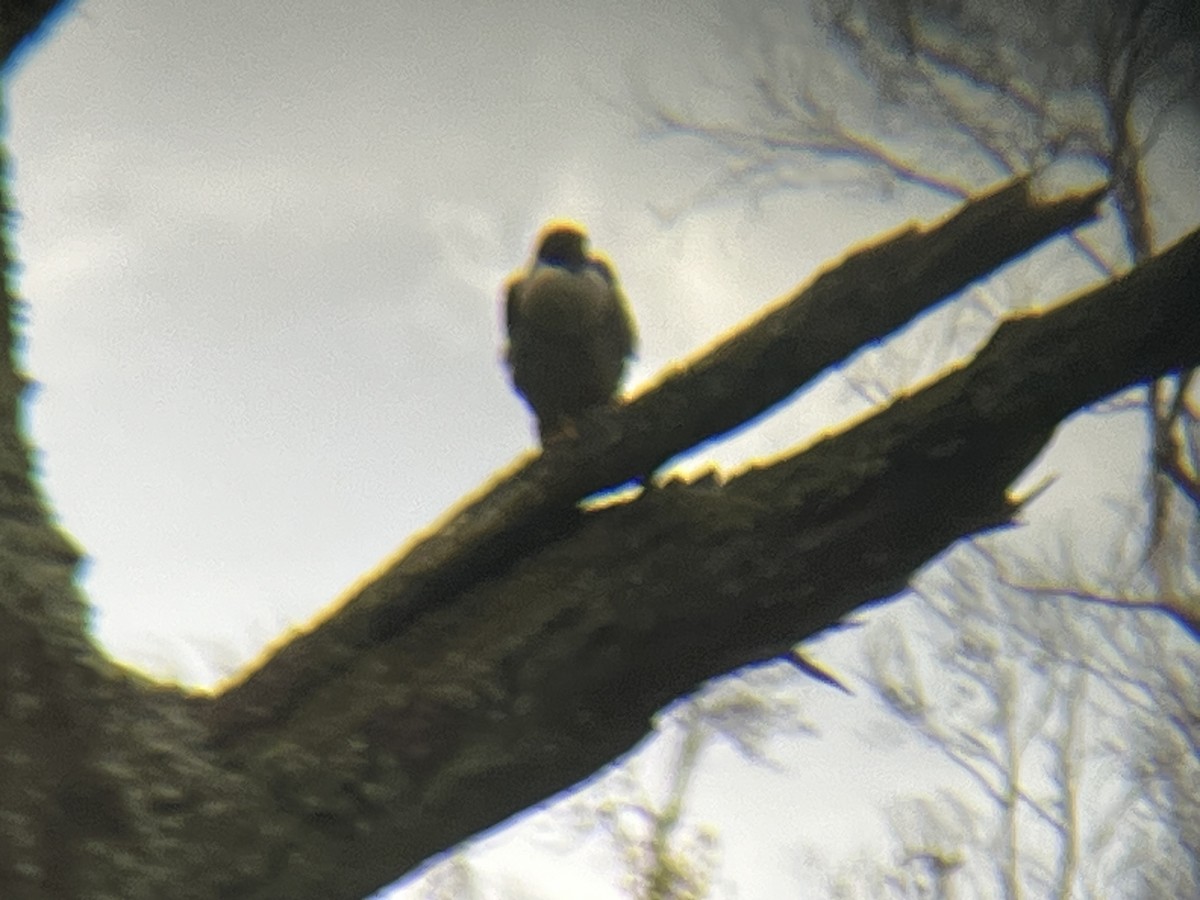 Halcón Peregrino - ML646168041