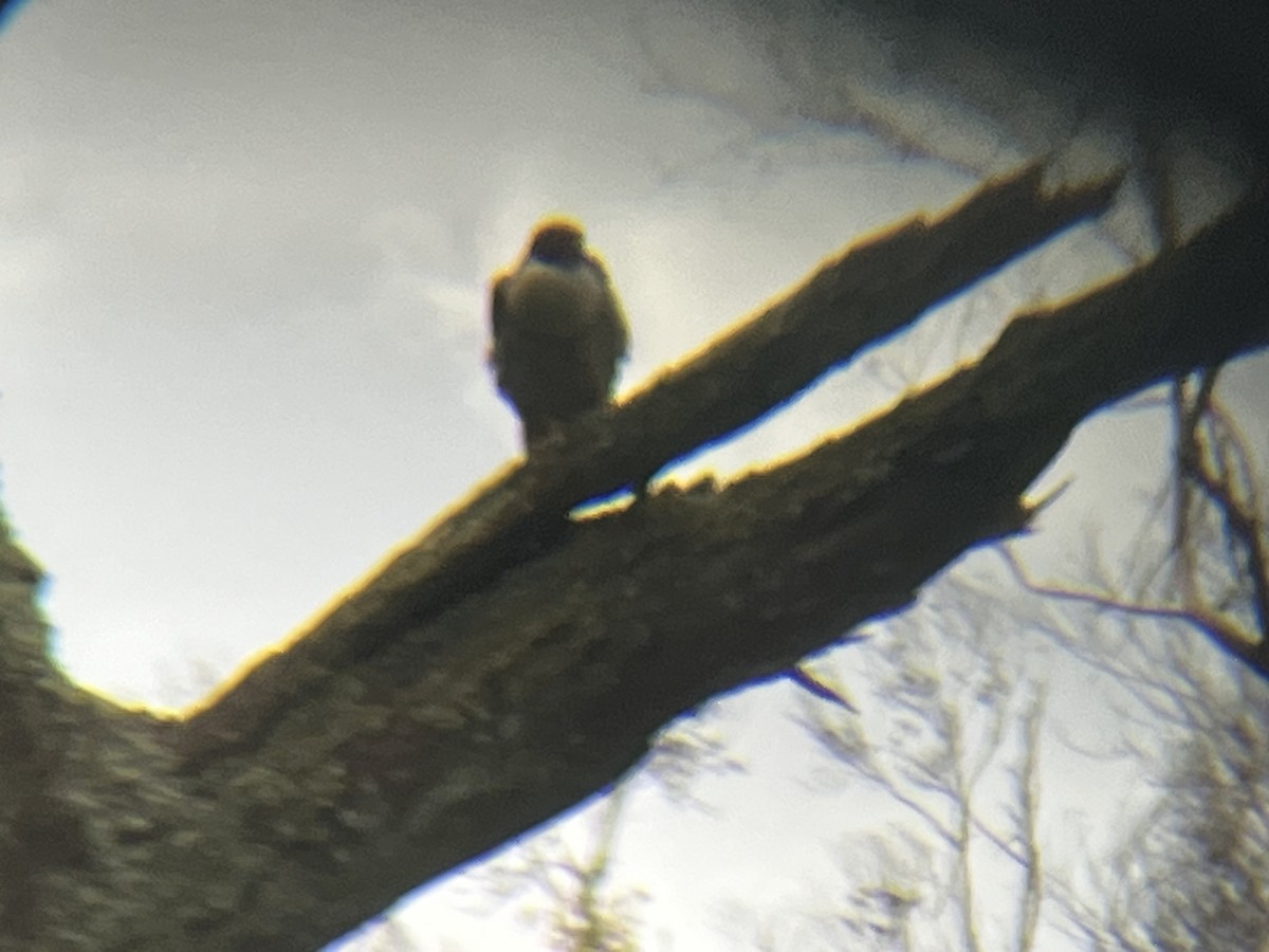 Halcón Peregrino - ML646168043