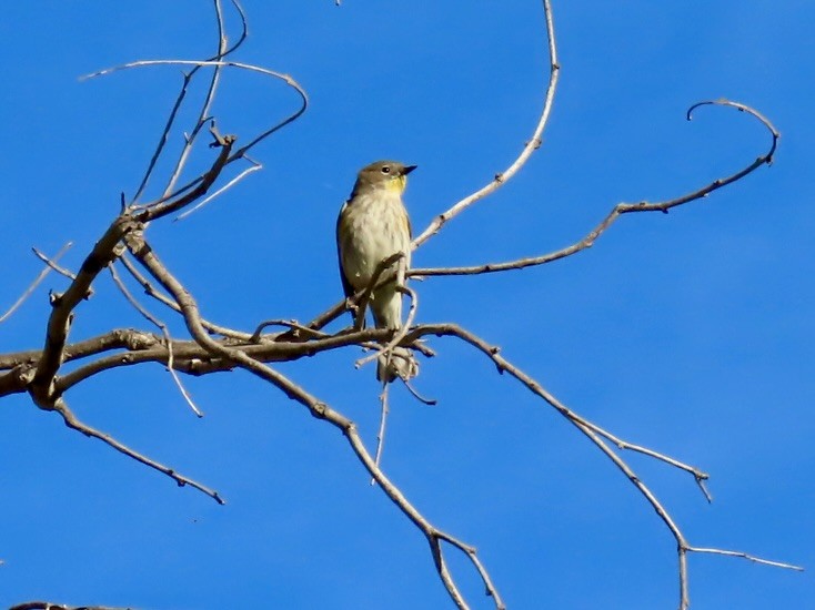 Reinita Coronada - ML646168045