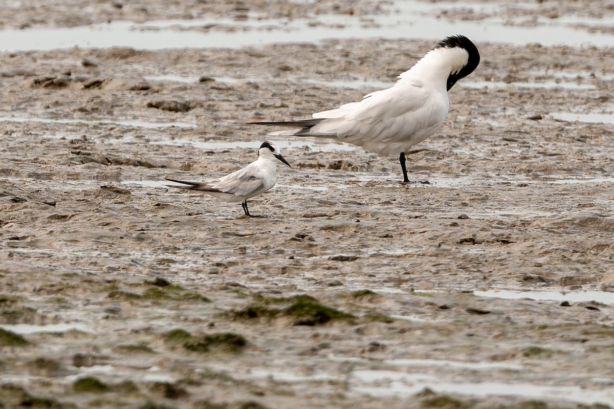 Charrancito Común - ML646168047