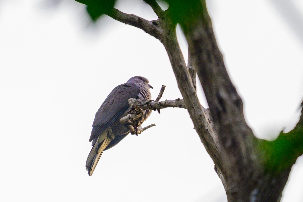 Dúcula de Los Nilgiri - ML646168048