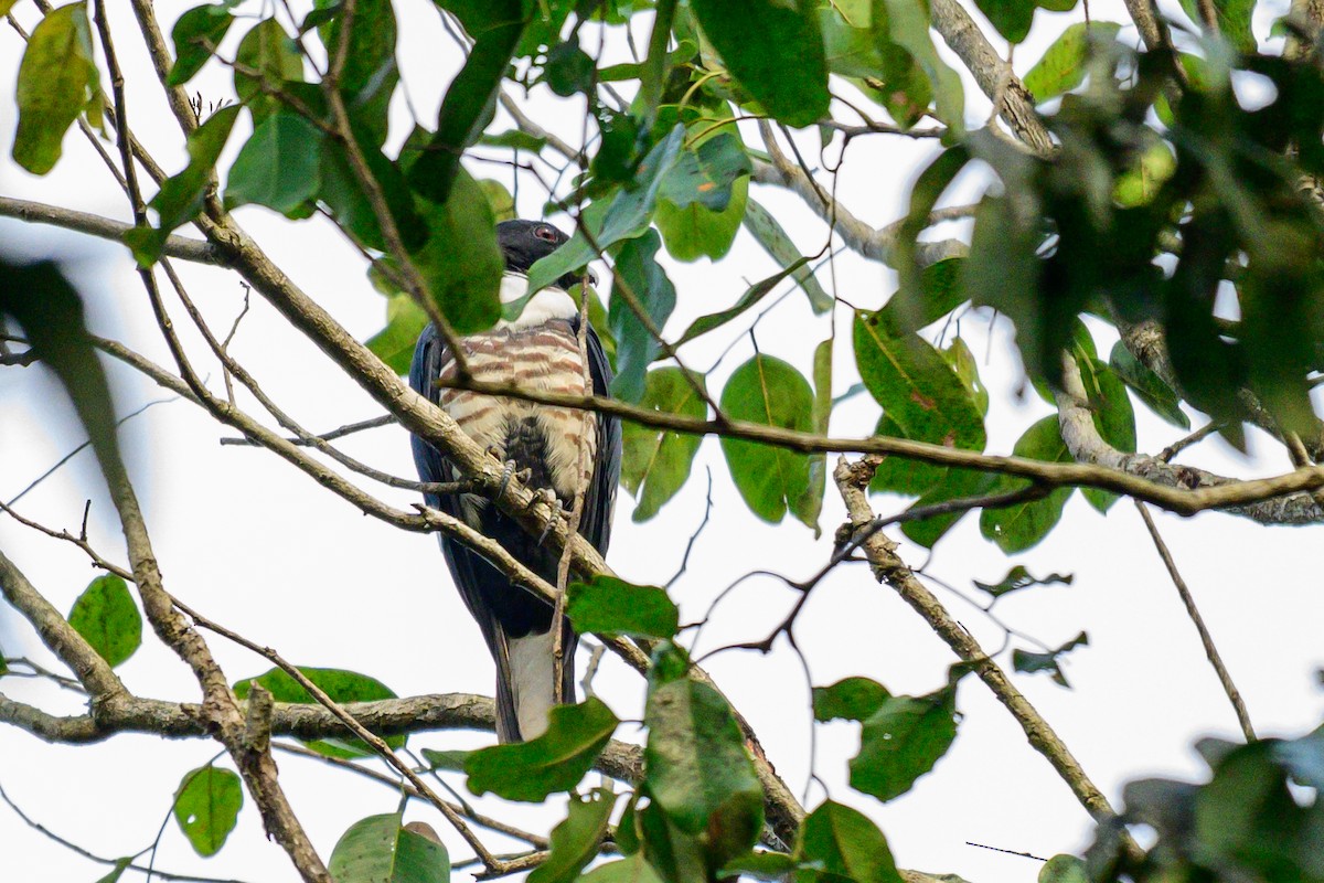 Black Baza - ML646168050