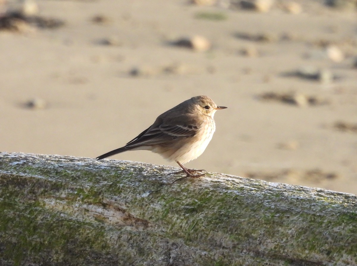 American Pipit - ML646168051
