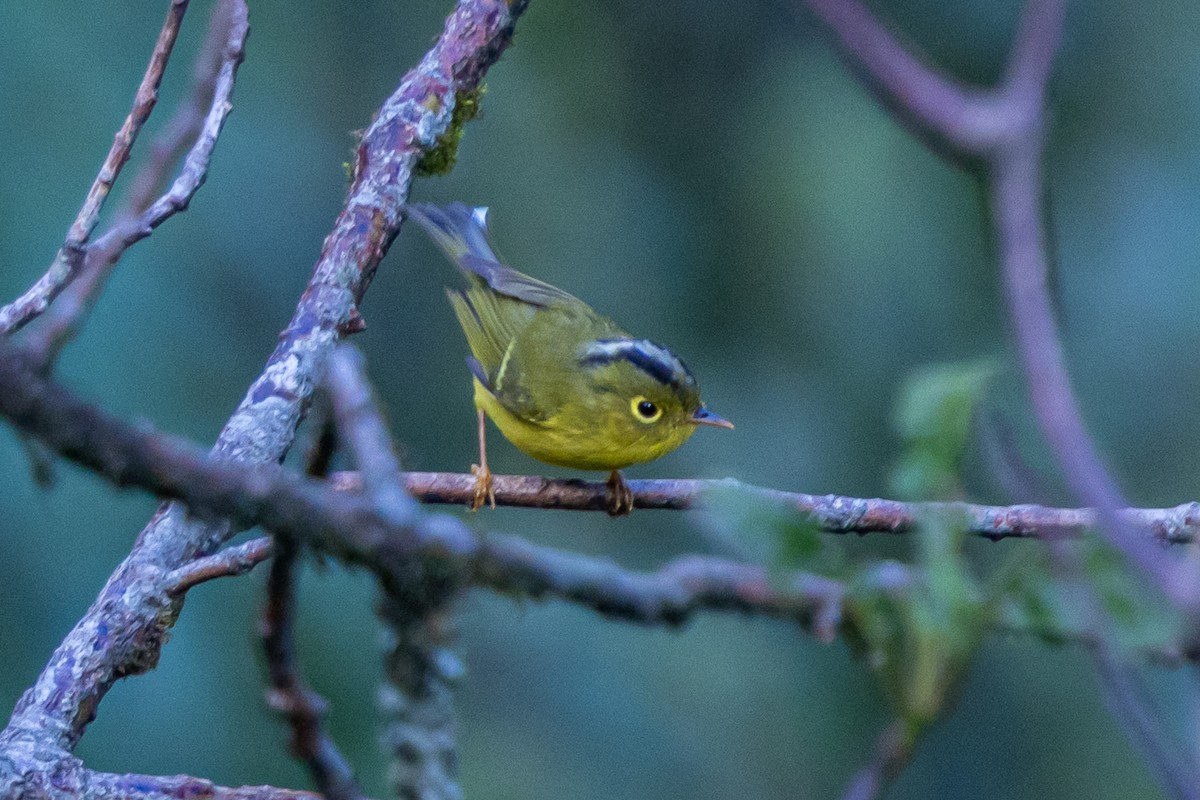 Whistler's Warbler - ML646168052