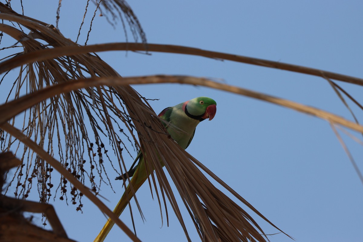Alexandrine Parakeet - ML646168054