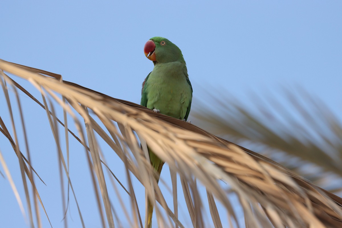 Alexandrine Parakeet - ML646168055