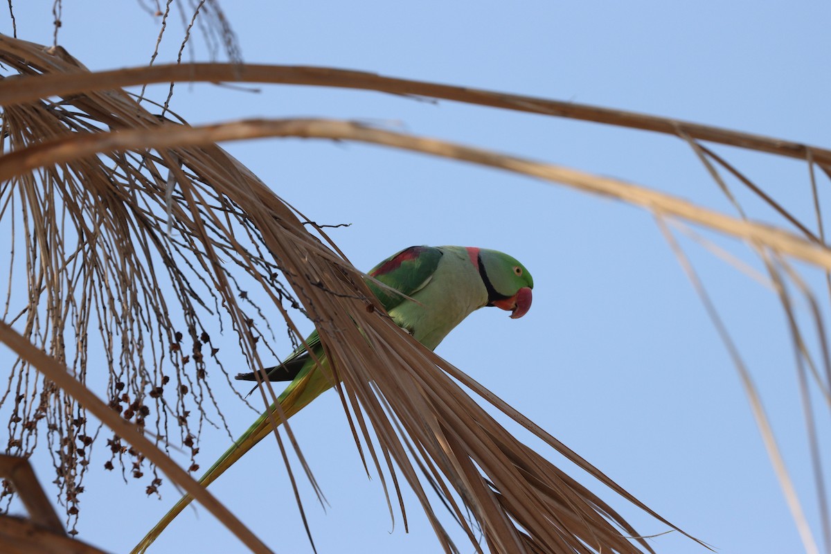 Alexandrine Parakeet - ML646168056
