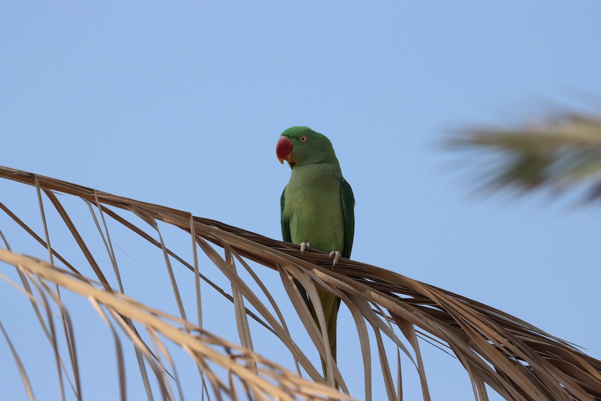 Alexandrine Parakeet - ML646168057