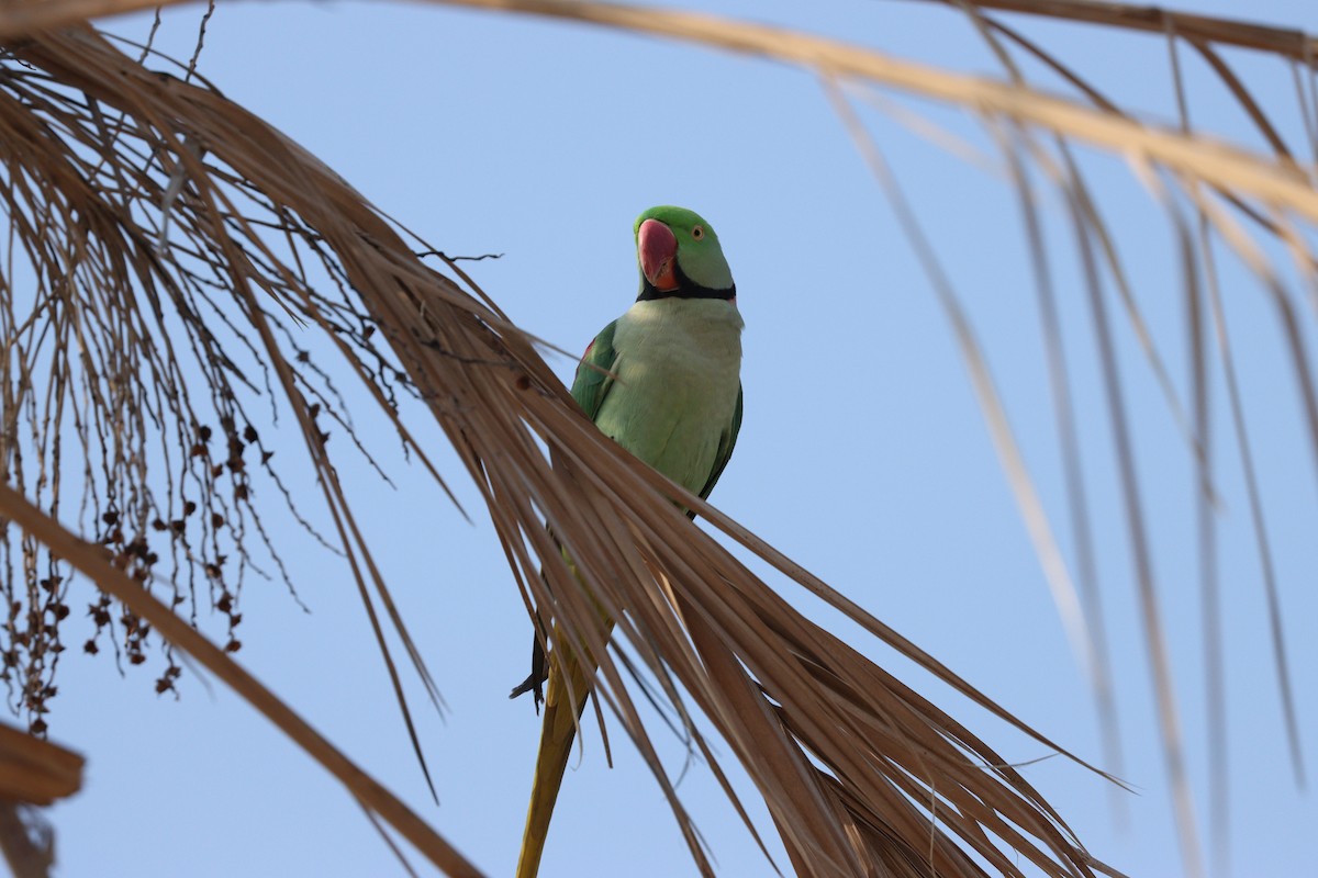 Alexandrine Parakeet - ML646168058