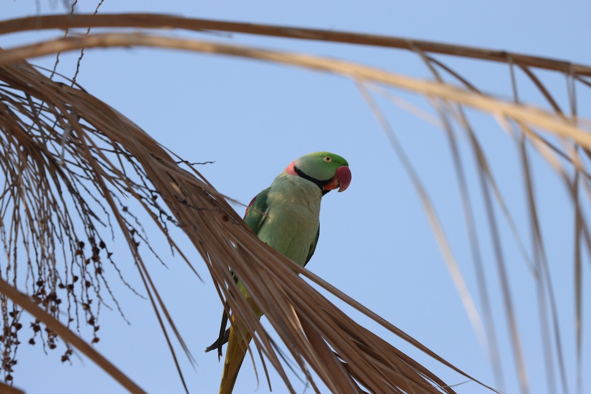Alexandrine Parakeet - ML646168059