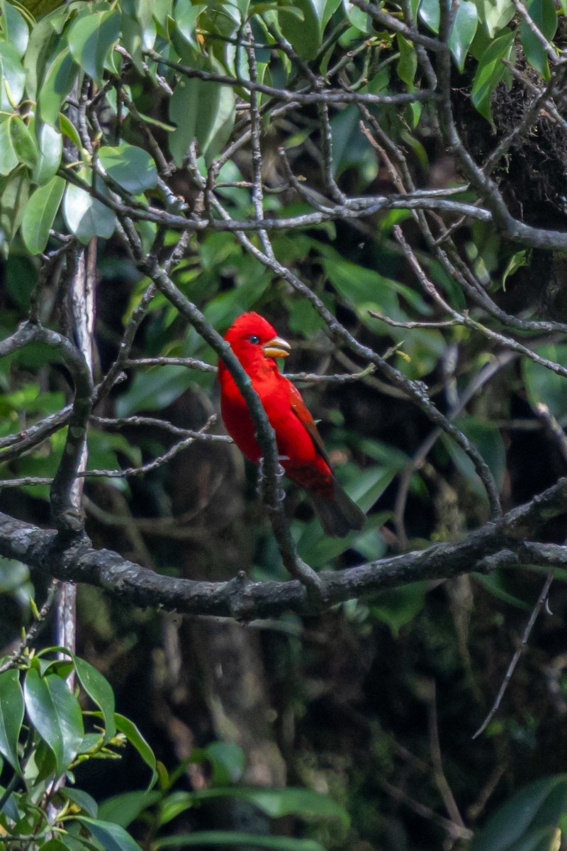 Scarlet Finch - ML646168060