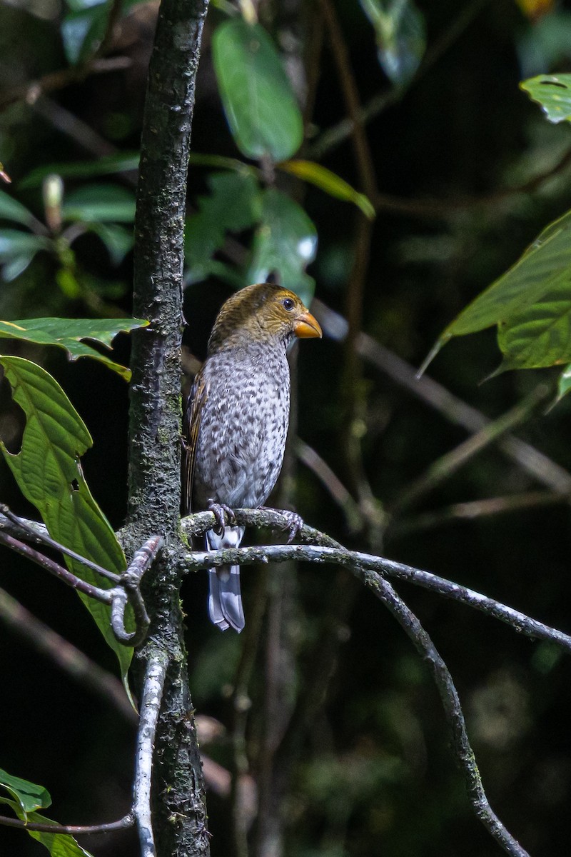 Scarlet Finch - ML646168061