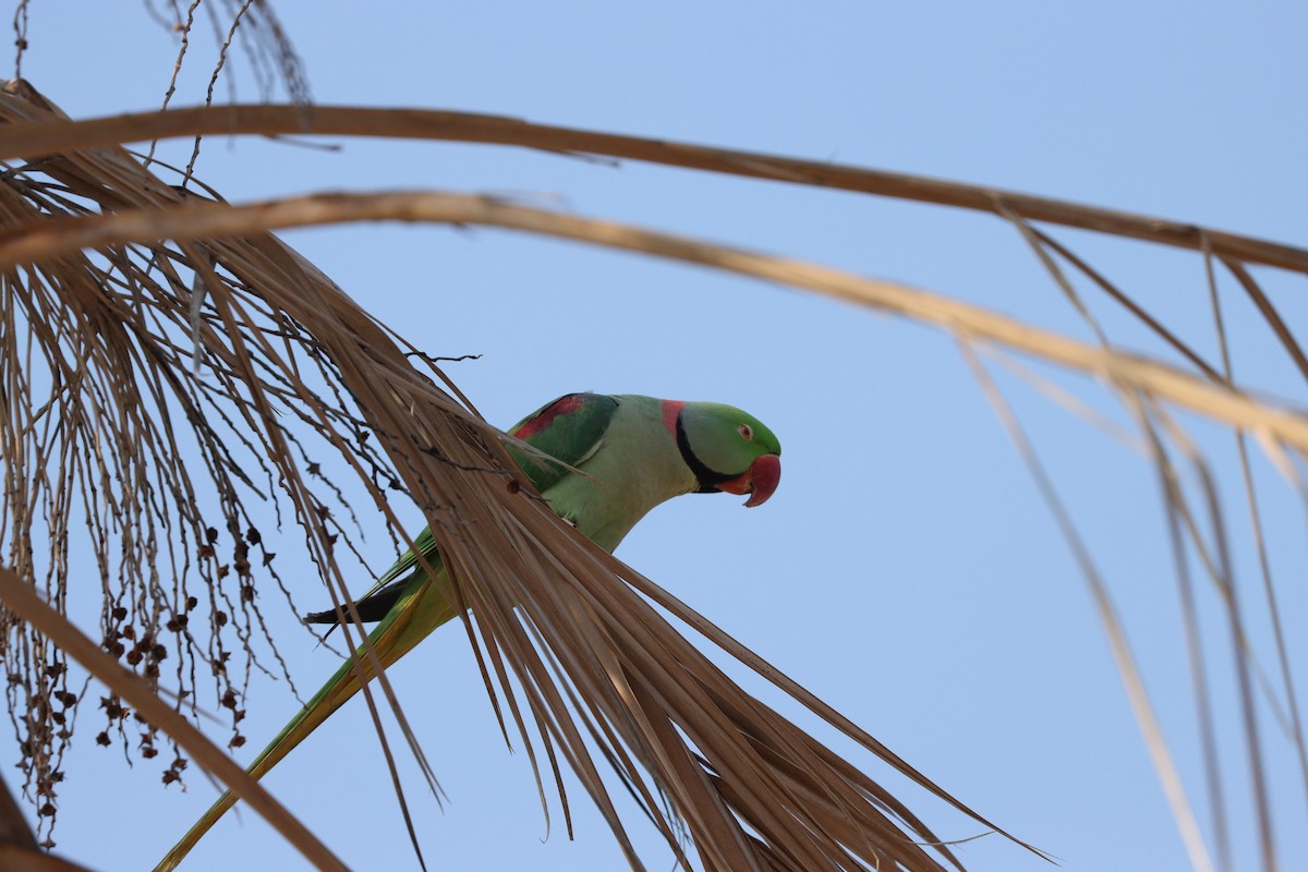 Alexandrine Parakeet - ML646168062