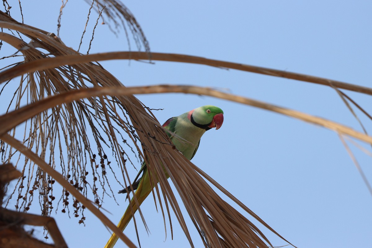 Alexandrine Parakeet - ML646168063