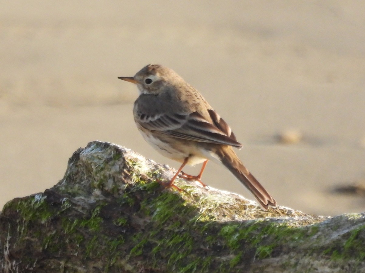 American Pipit - ML646168064