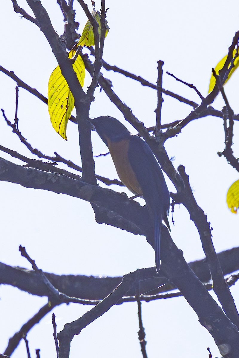 Chinese Vivid Niltava - ML646168065