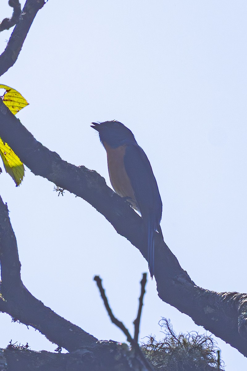 Chinese Vivid Niltava - ML646168066