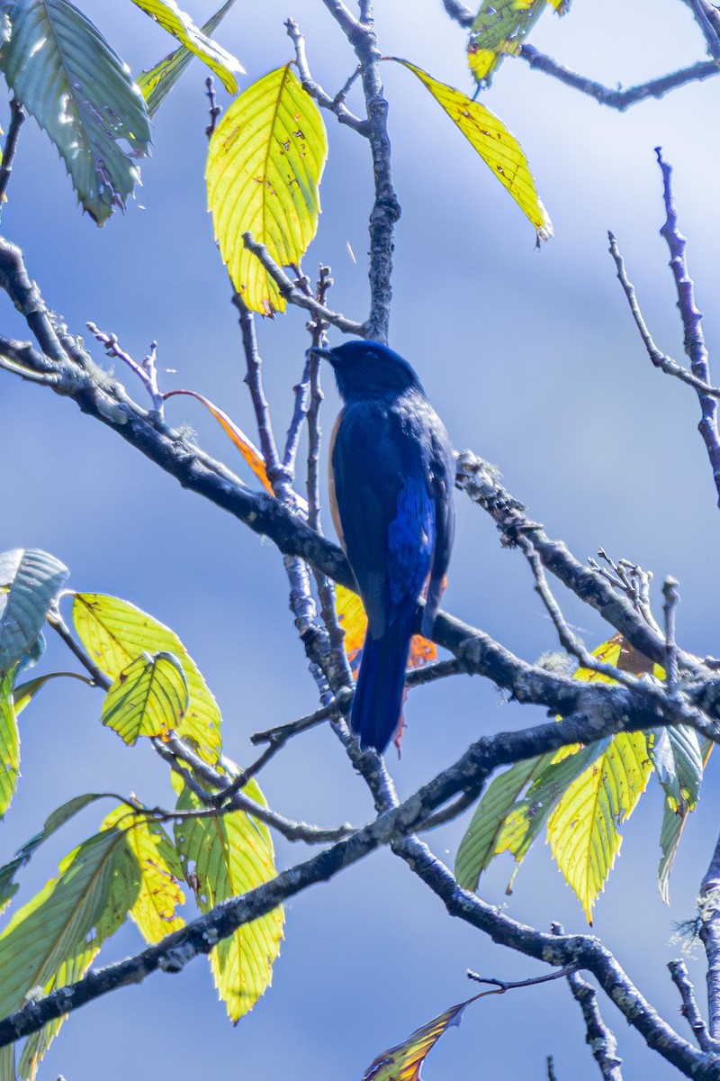 Chinese Vivid Niltava - ML646168067