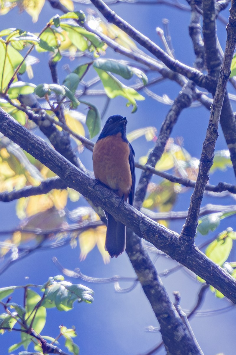 Chinese Vivid Niltava - ML646168068