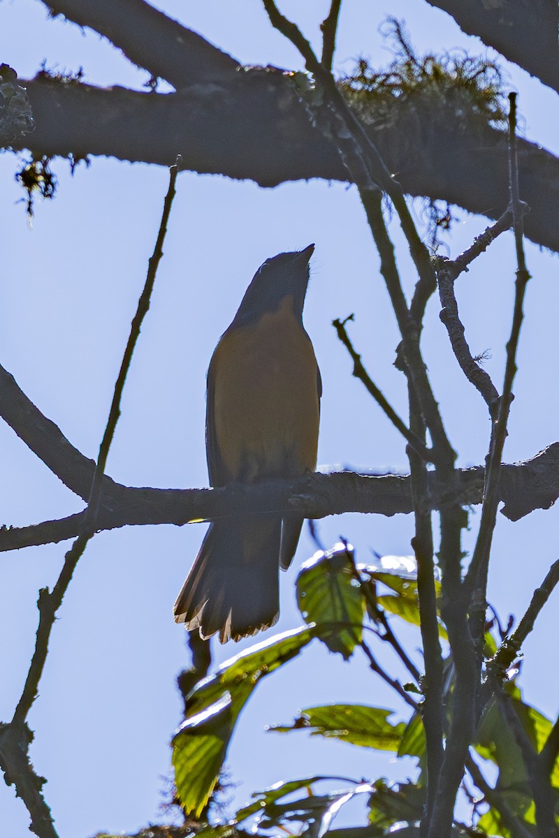 Chinese Vivid Niltava - ML646168069