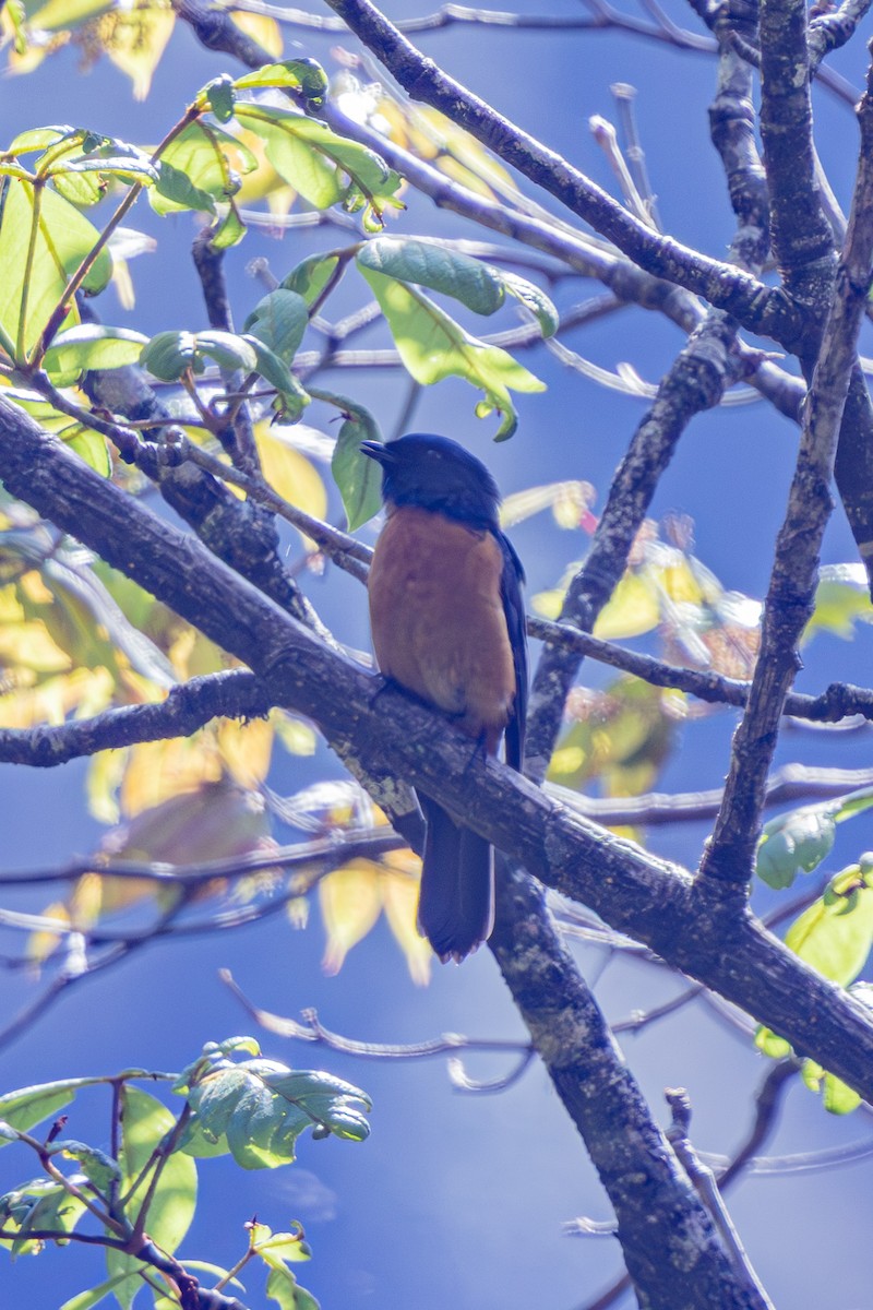 Chinese Vivid Niltava - ML646168070