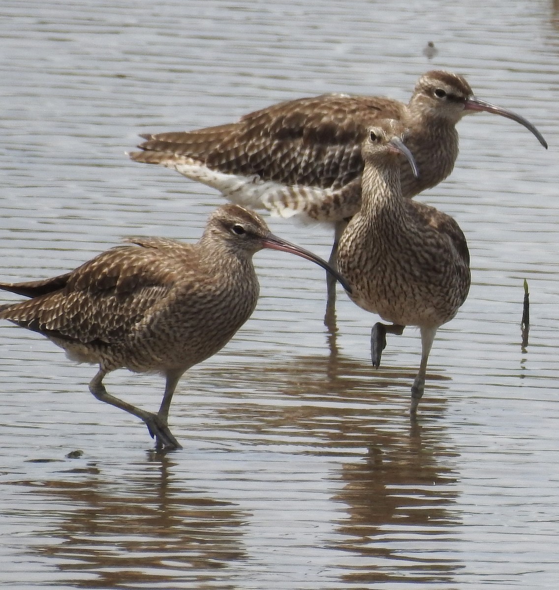 Eurasian Whimbrel - ML646168071