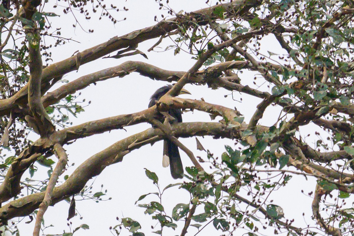 Malabar Gray Hornbill - ML646168072