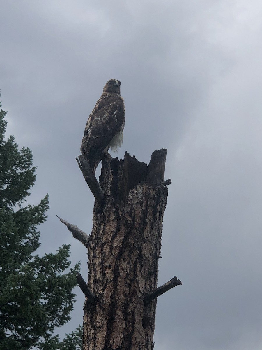 Red-tailed Hawk - ML646168075