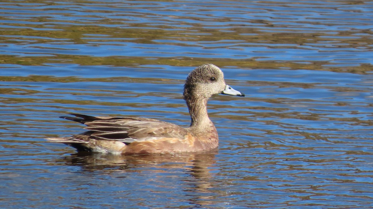 Свищ американський - ML646168076