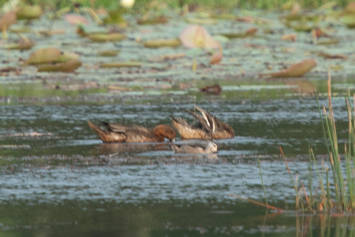Eurasian Wigeon - ML646168077