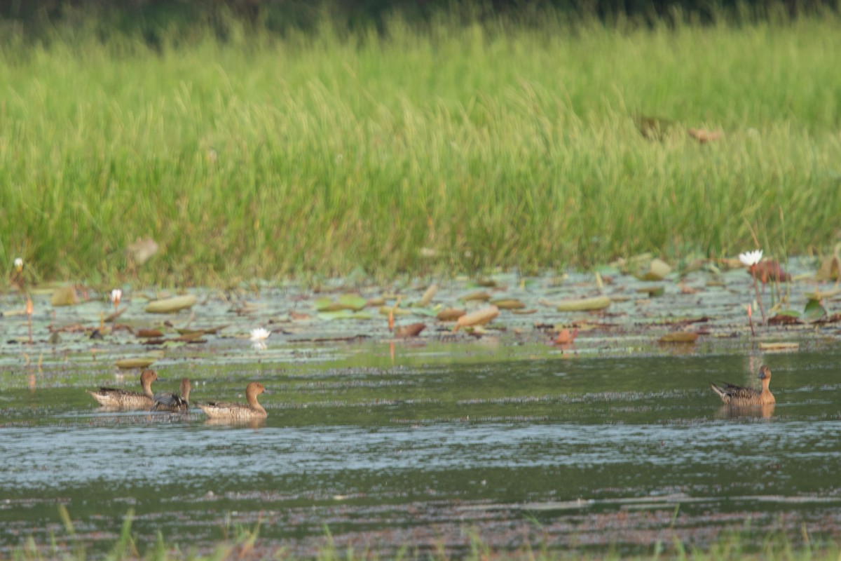 Eurasian Wigeon - ML646168078